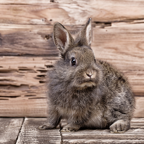 Das Einmaleins der artgerechten Haltung von Zwergkaninchen