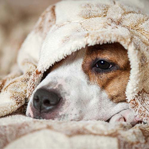 Wenn der Gang zum Tierarzt nicht ausreicht: Mögliche Therapien für Vierbeiner