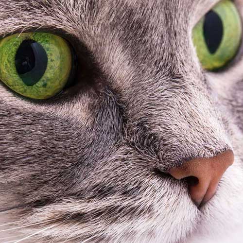 Kastration bei Katzen – pro und contra