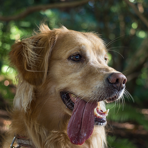 Trocken oder nass: So finden Sie das richtige Hundefutter