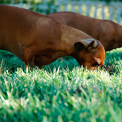 Tierpensionen im Check - Worauf Sie beim Heimtier-Hotel achten sollten