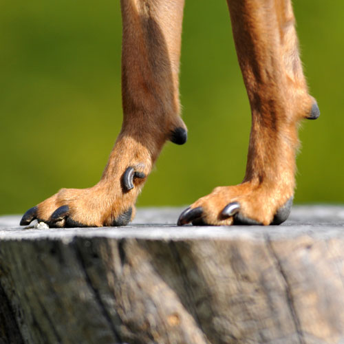 Krallen schneiden beim Hund: So machen Sie es richtig