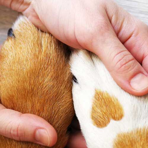 Was macht ein Begleit- oder Therapiehund? Bereiche und Ausbildungen