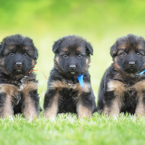 Eigene Welpen verkaufen: Wie Sie Ihre eigene Hundezucht aufbauen