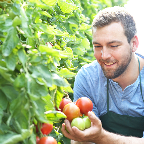 Das Gewächshaus-Einmaleins für ambitionierte Kleingärtner