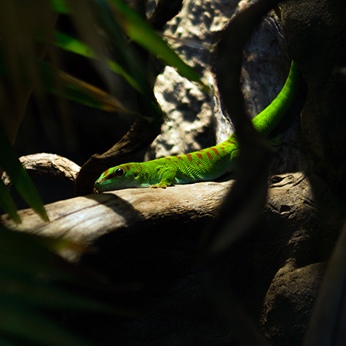 Reptilien als Haustiere: 5 Regeln die es zu beachten gilt