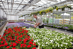 Blumen Kraft Abbildung Nr. 1