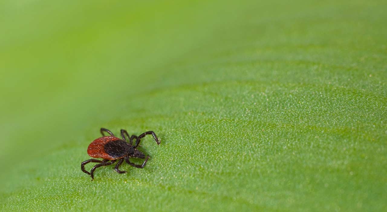 Allgemeinmedizin_231_Bild_1