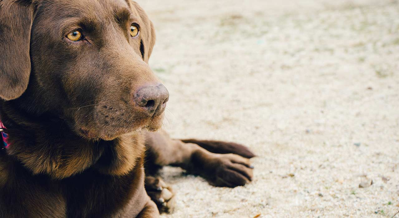 Hundeerziehung_547_1