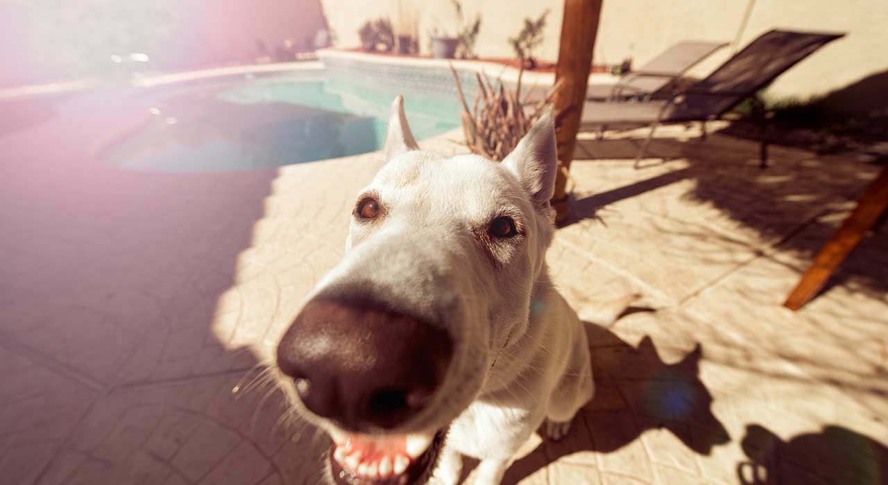 Hundeerziehung_547_2