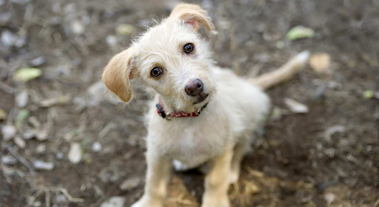 Hundesitter_550_Bild_2