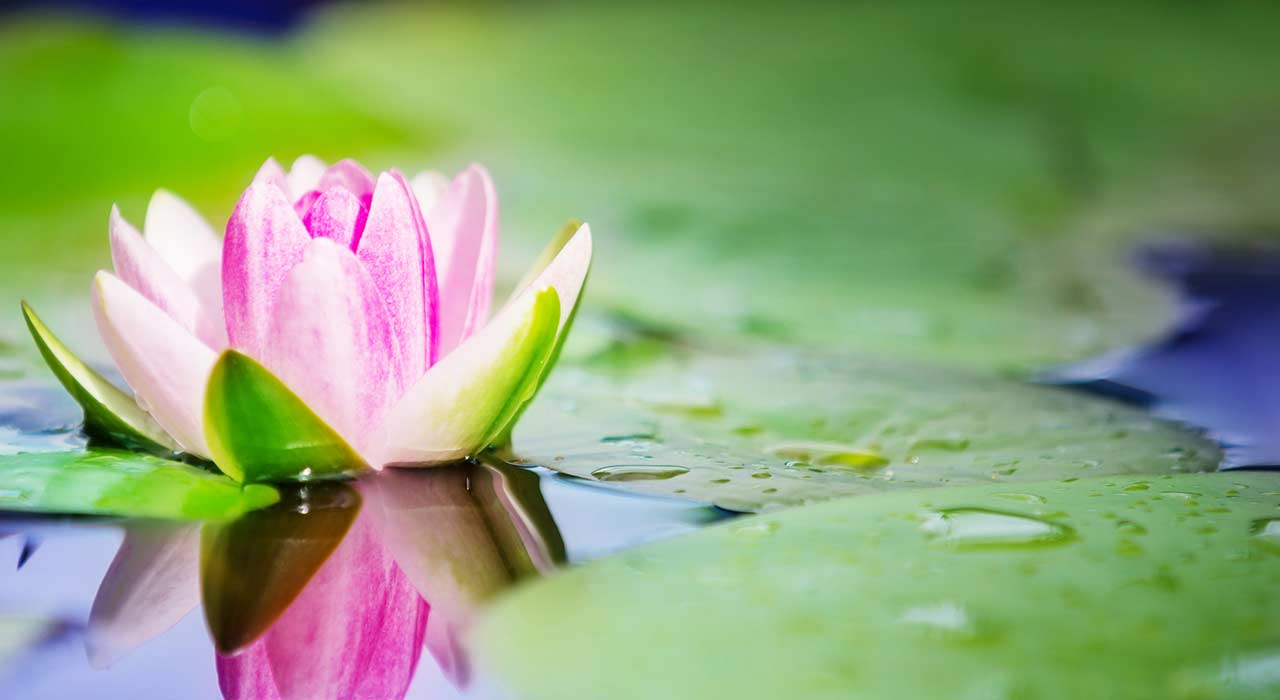 Teichtechnik_1119_Bild_1