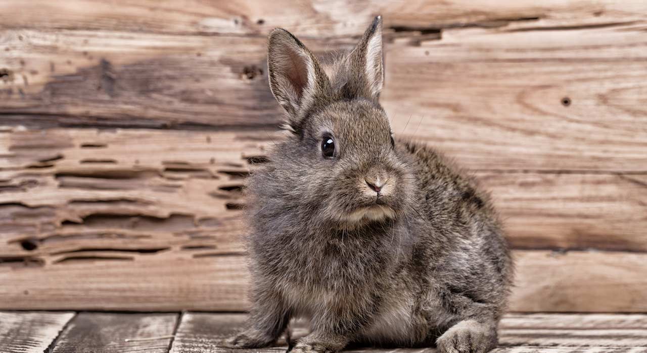 Tierbedarf_552_Bild_1