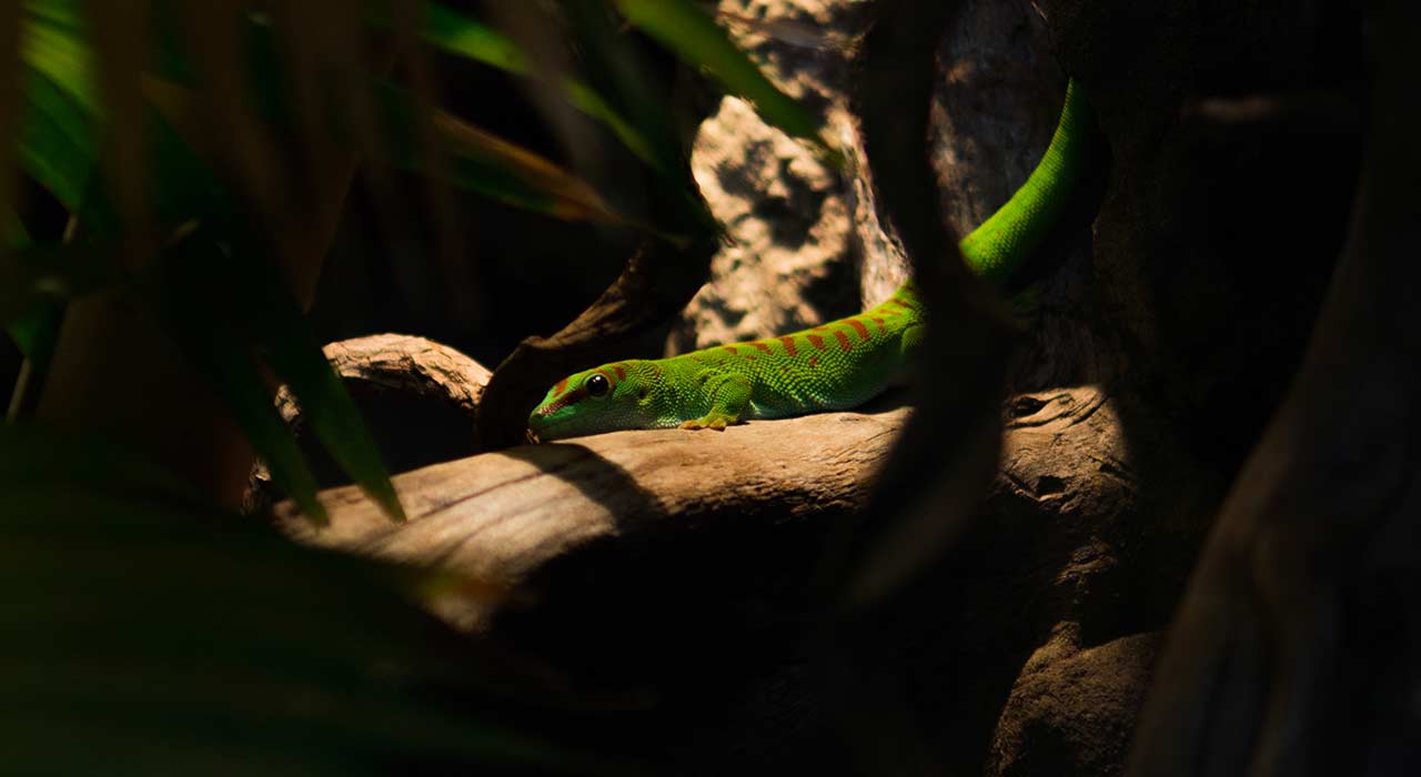 Reptilien als Haustiere: 5 Re...