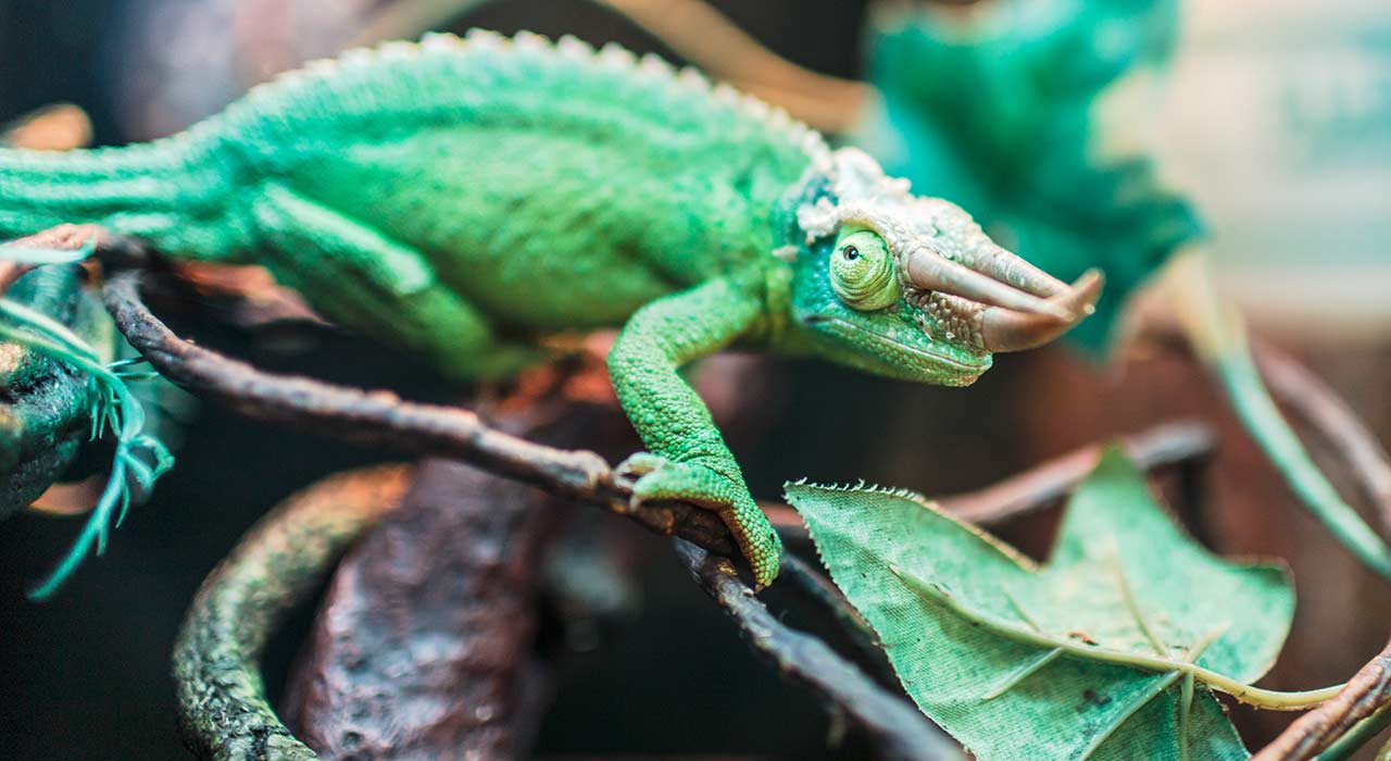 Zoo_und_Tierpark_405_Bild_3