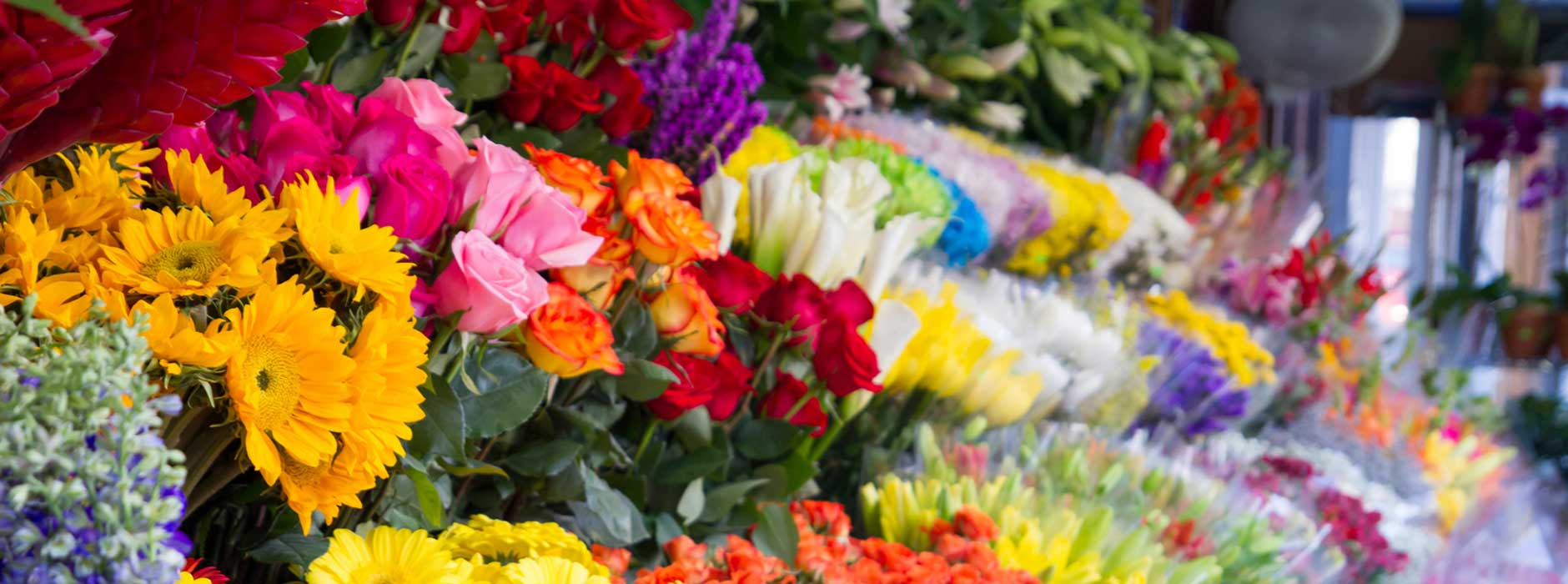 Ein Strauß besten Gewissens: Mit fairen Öko-Blumen noch mehr Freude schenken