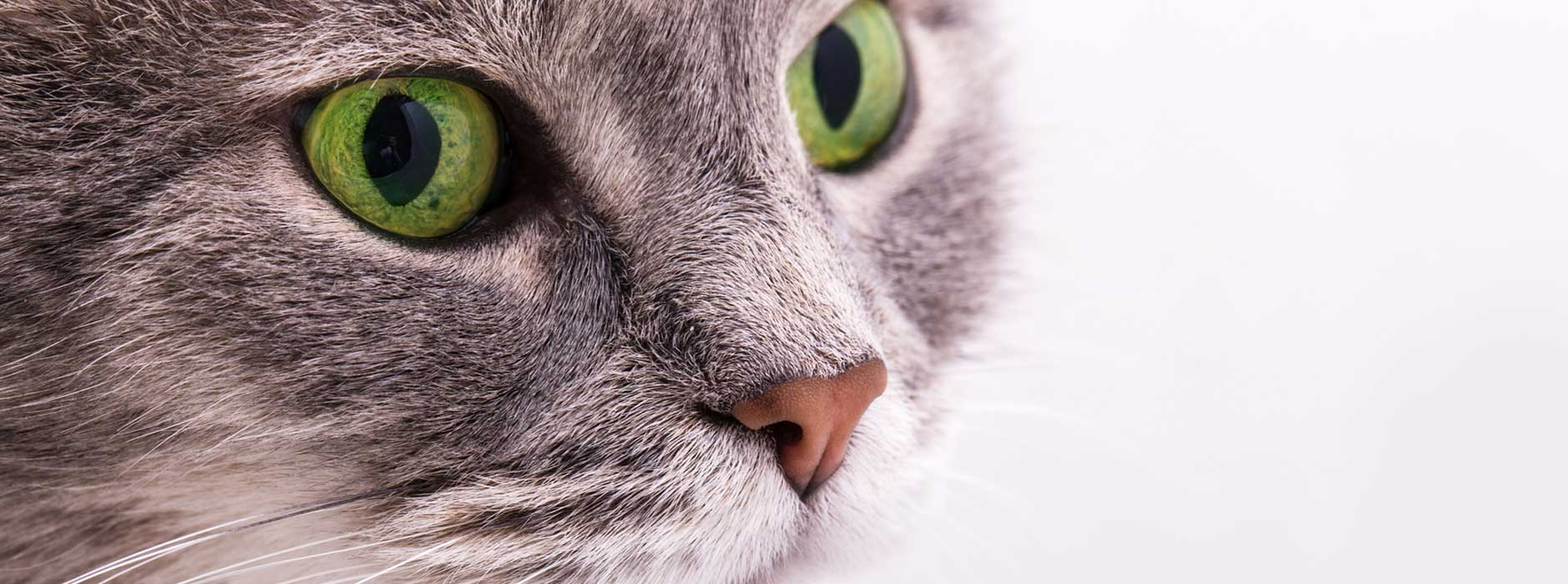 Tierklinink_780_Bild_1