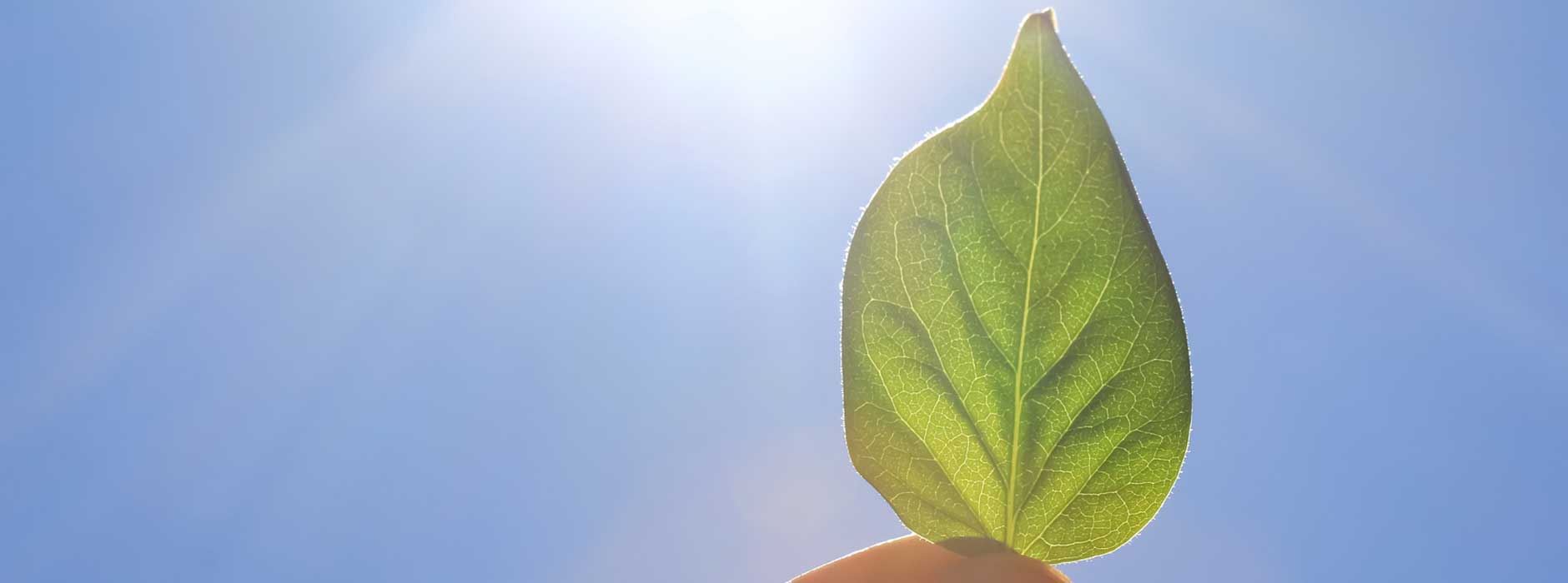 Greenwashing: So erkennen Sie für PR-Zwecke erfundene Umweltlabels