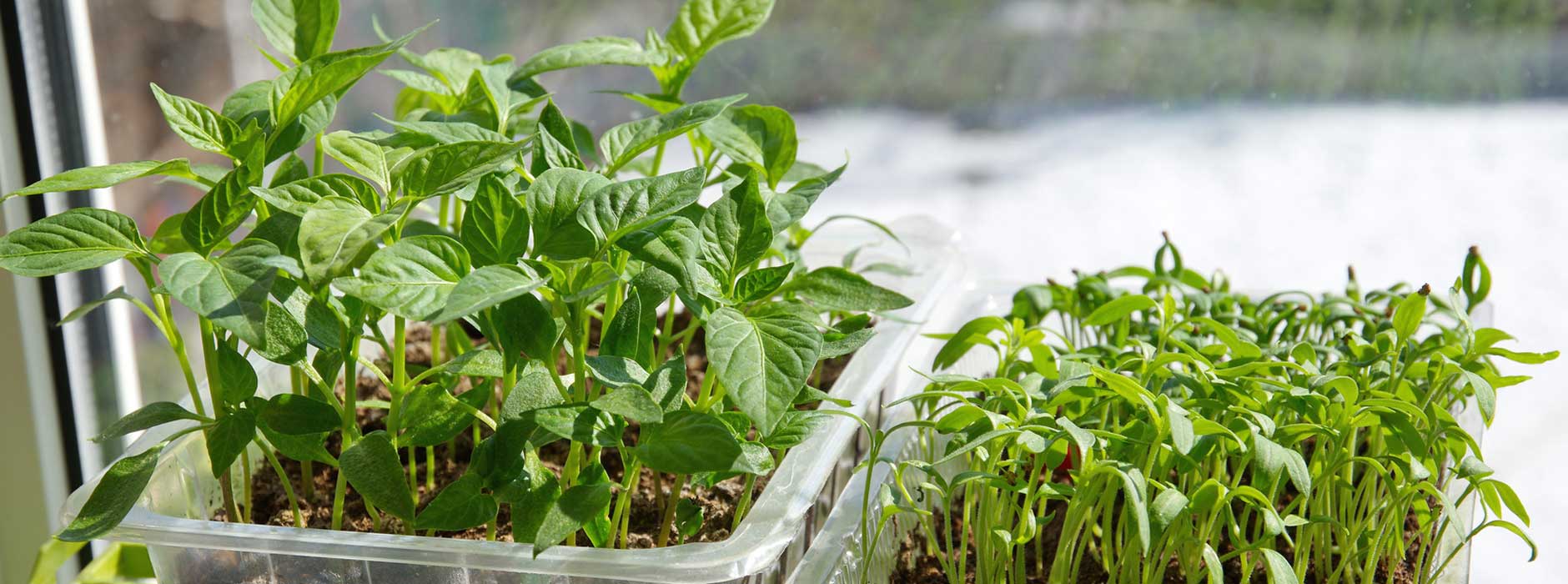 Vertical Gardening Wie Man Gemuse In Der Wohnung Ziehen Kann Ratgeber Magazin Tipps Von Kennstdueinen De