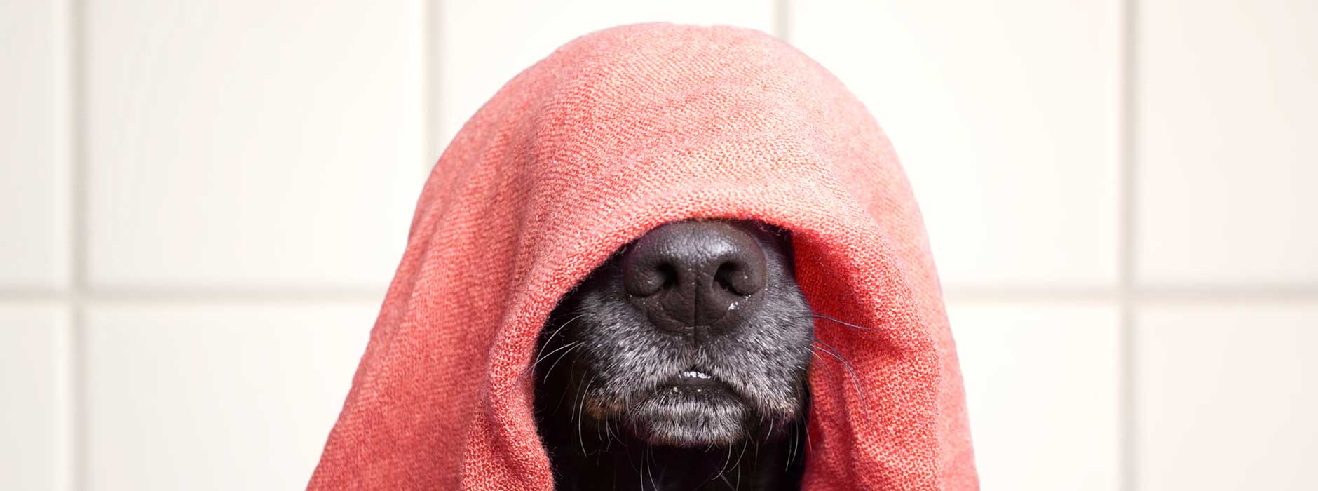 Hundesalon_548_Bild_2