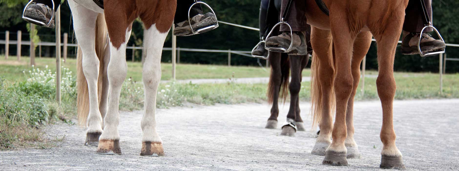 Endlich einen Wunschtraum erfüllen: Reiten lernen als Erwachsene