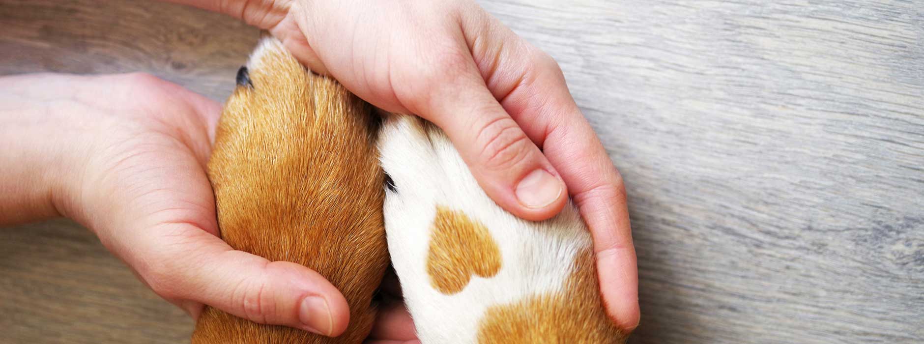 Tiertrainer_893_Bild_1