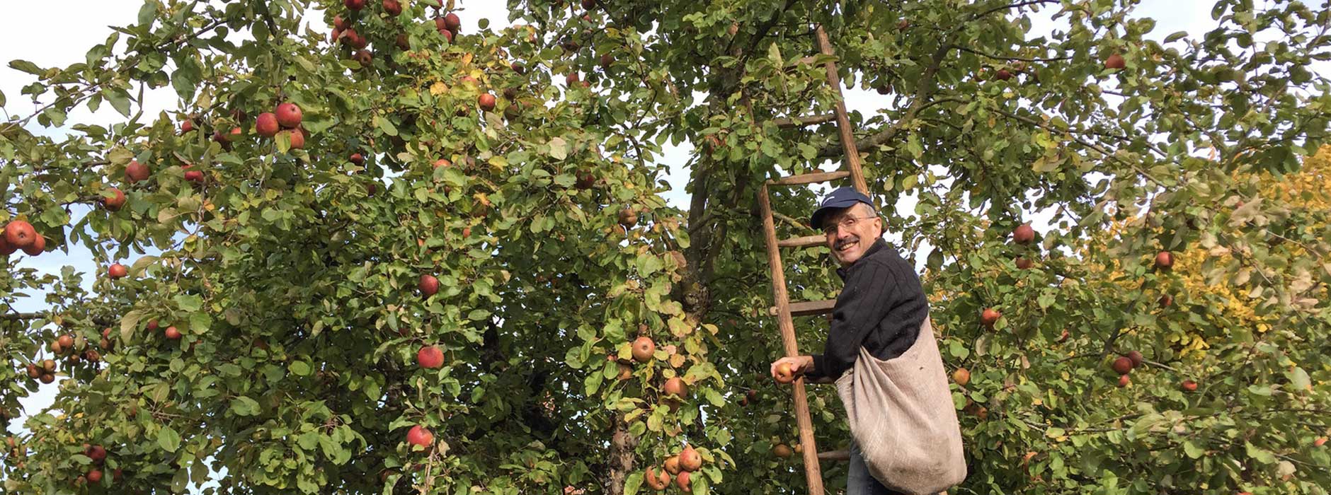 Einen Jungen Obstbaum Einpflanzen So Gelingt Die Auswilderung Ratgeber Magazin Tipps Von Kennstdueinen De